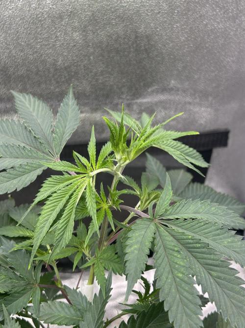 Tropical Indoor Season. Week 9