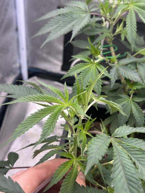 Tropical Indoor Season. Week 9