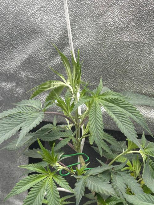 Tropical Indoor Season. Week 9