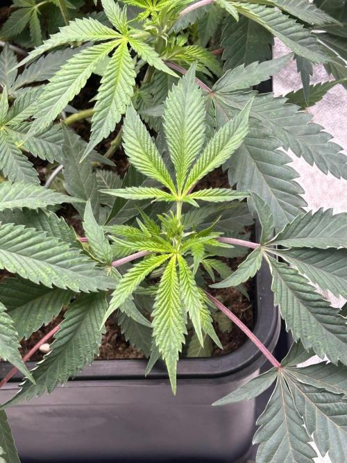 Tropical Indoor Season. Week 9