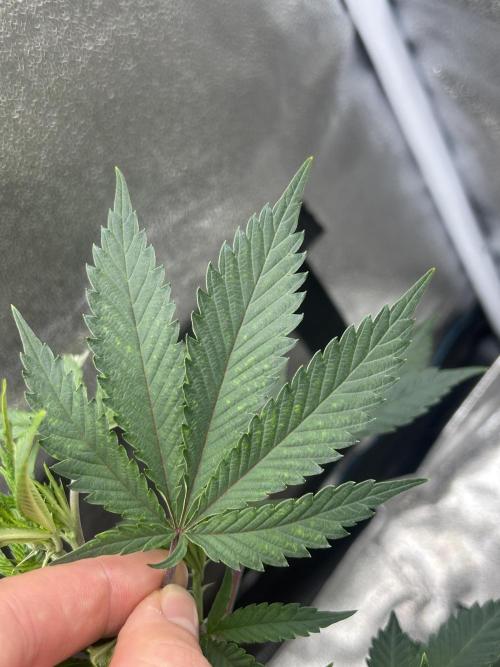 Tropical Indoor Season. Week 9