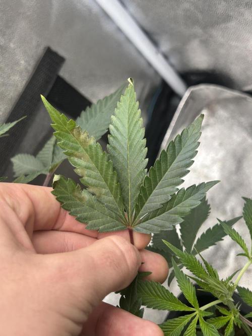 Tropical Indoor Season. Week 9