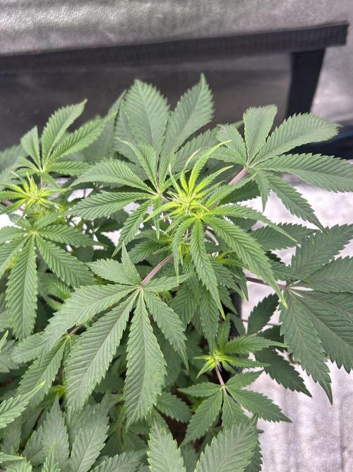 Tropical Indoor Season. Week 11