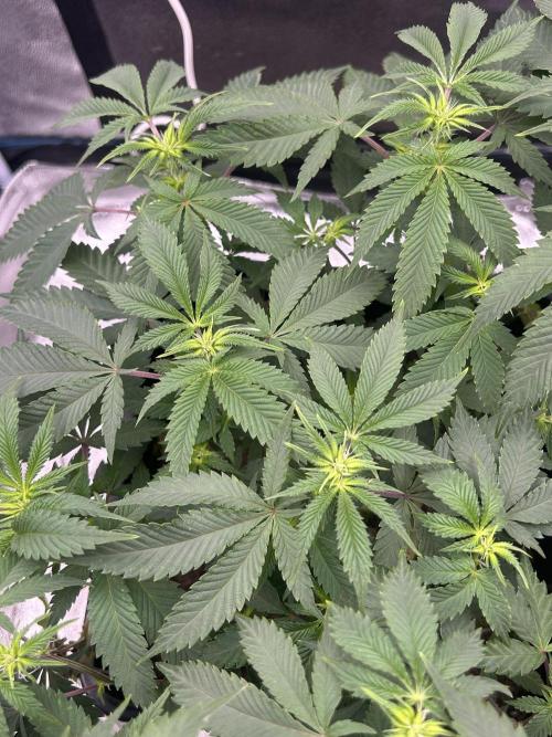 Tropical Indoor Season. Week 11