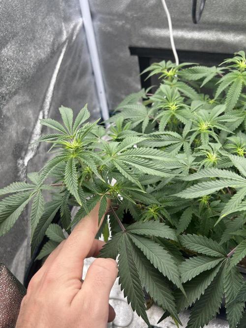 Tropical Indoor Season. Week 11