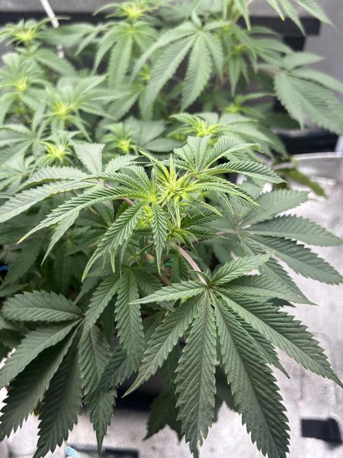 Tropical Indoor Season. Week 11