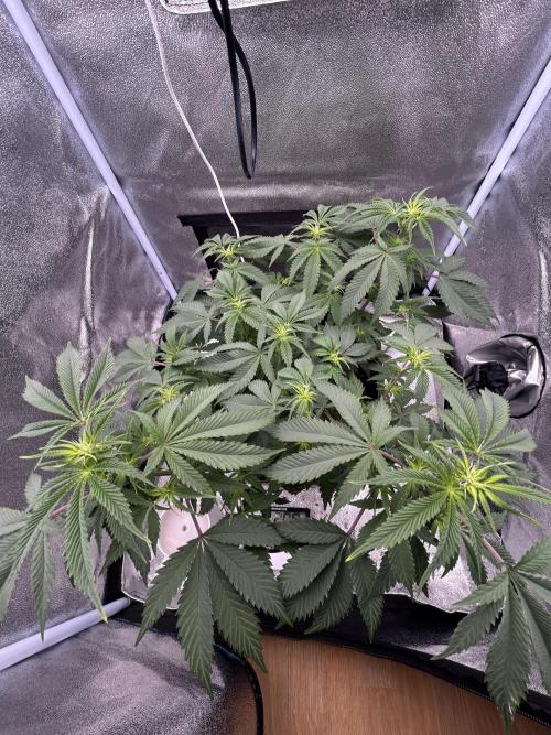 Tropical Indoor Season. Week 11