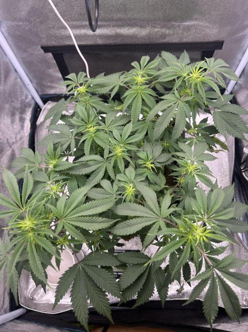 Tropical Indoor Season. Week 11