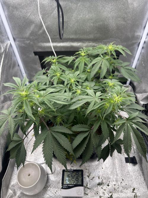 Tropical Indoor Season. Week 11