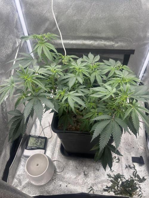 Tropical Indoor Season. Week 11