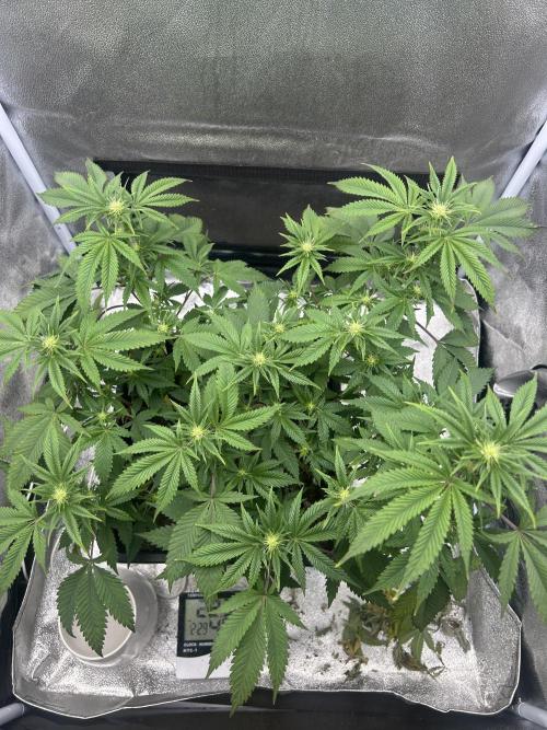 Tropical Indoor Season. Week 12