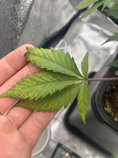 Tropical Indoor Season. Week 12