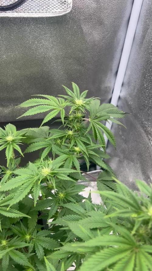 Tropical Indoor Season