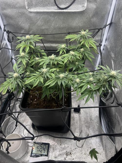 Tropical Indoor Season. Week 13