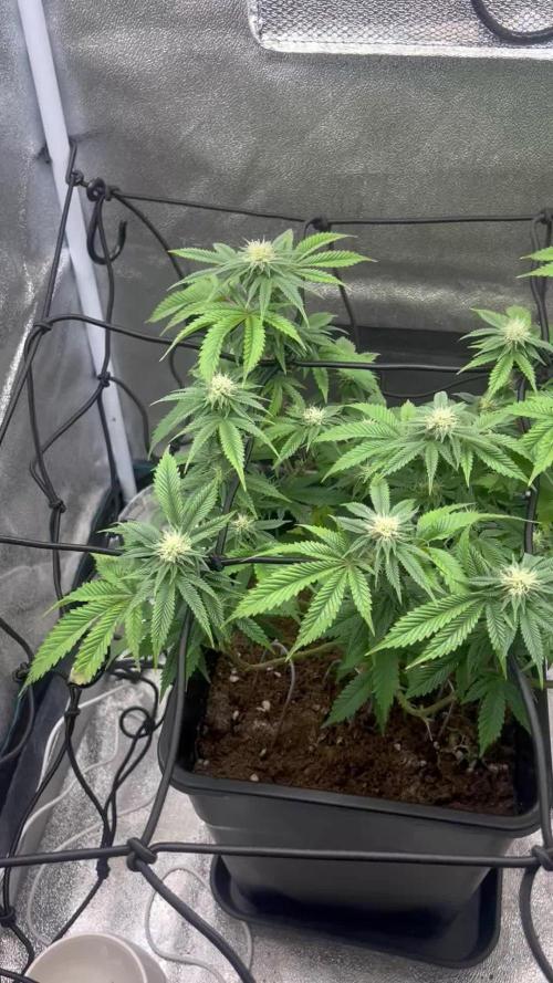 Tropical Indoor Season