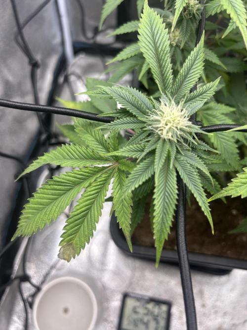 Tropical Indoor Season. Week 13