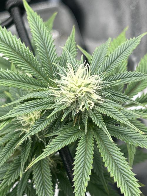 Tropical Indoor Season. Week 13