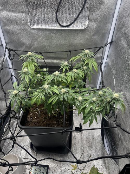 Tropical Indoor Season. Week 14