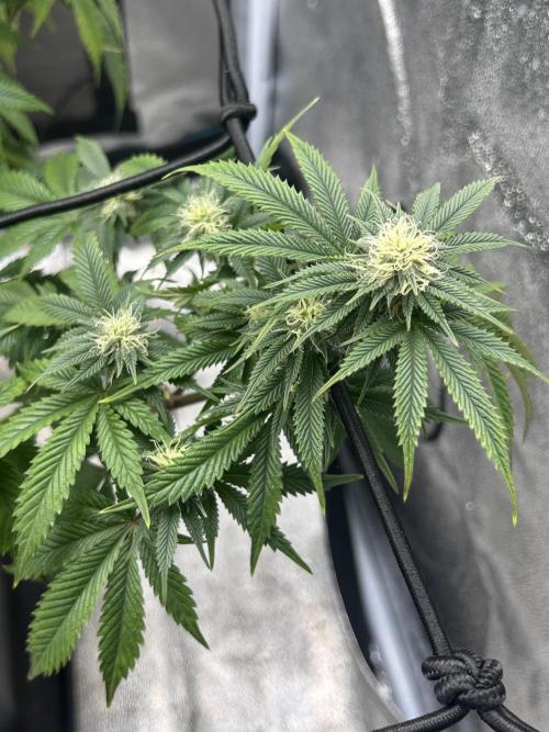 Tropical Indoor Season. Week 14