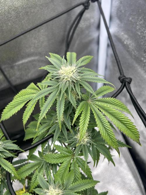 Tropical Indoor Season. Week 14