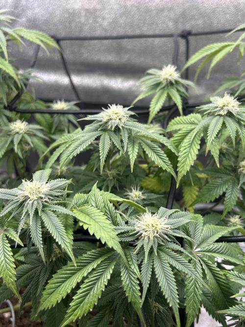 Tropical Indoor Season. Week 14