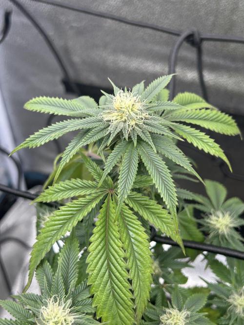 Tropical Indoor Season. Week 14