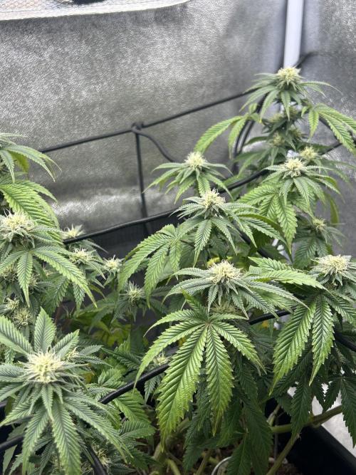 Tropical Indoor Season. Week 14