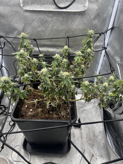 Tropical Indoor Season. Week 14