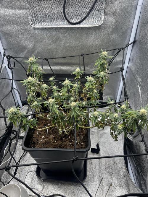 Tropical Indoor Season. Week 14