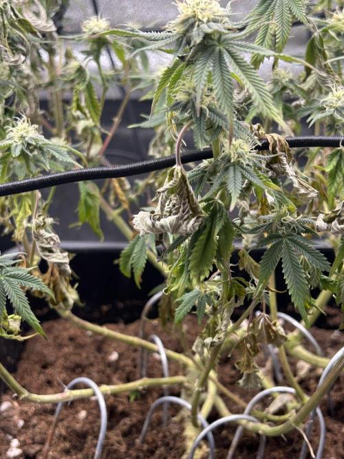 Tropical Indoor Season. Week 14