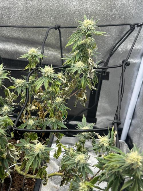 Tropical Indoor Season. Week 14