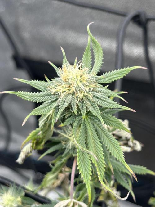 Tropical Indoor Season. Week 14