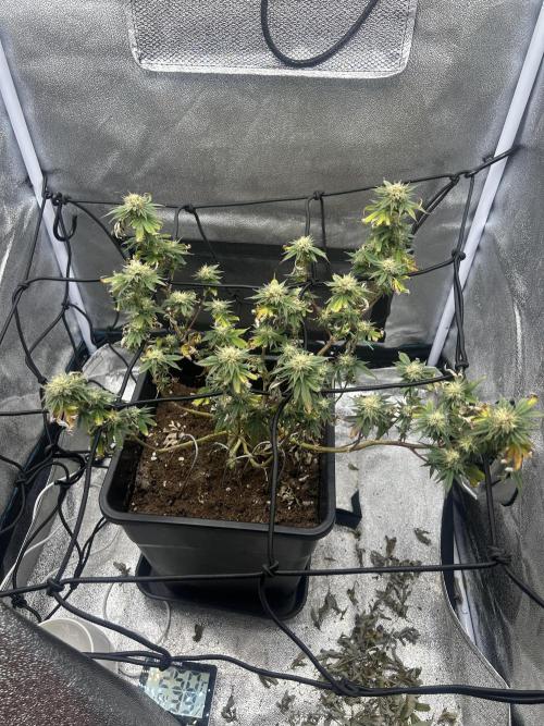 Tropical Indoor Season. Week 15