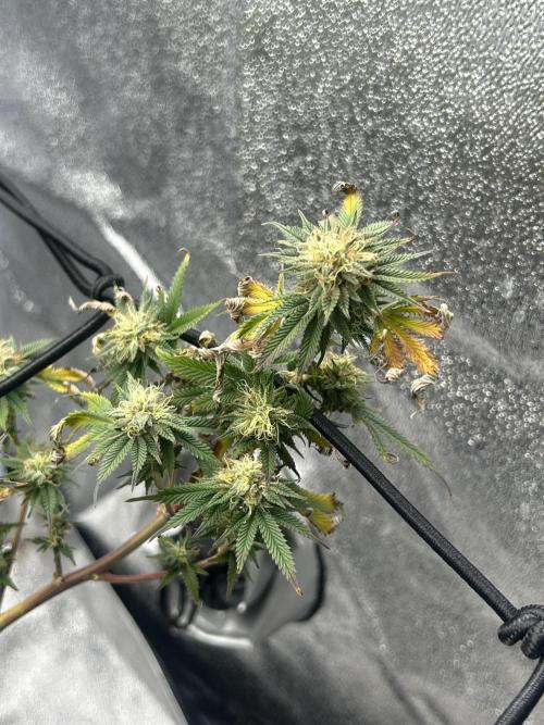 Tropical Indoor Season. Week 15