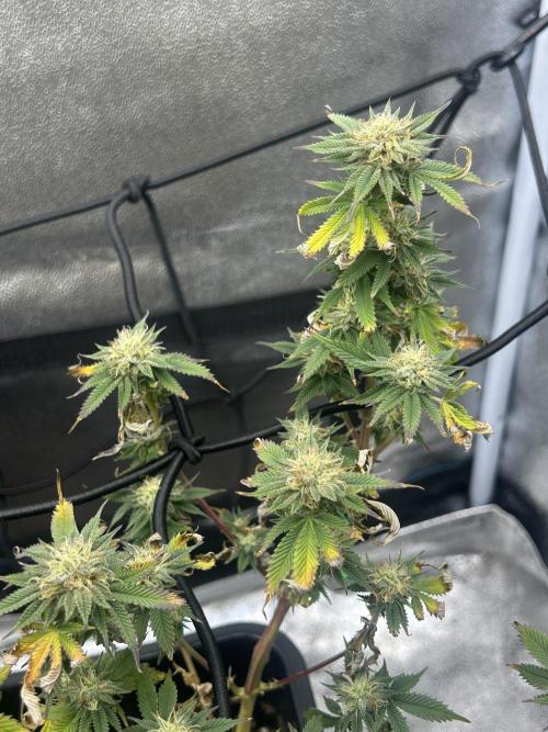 Tropical Indoor Season. Week 15