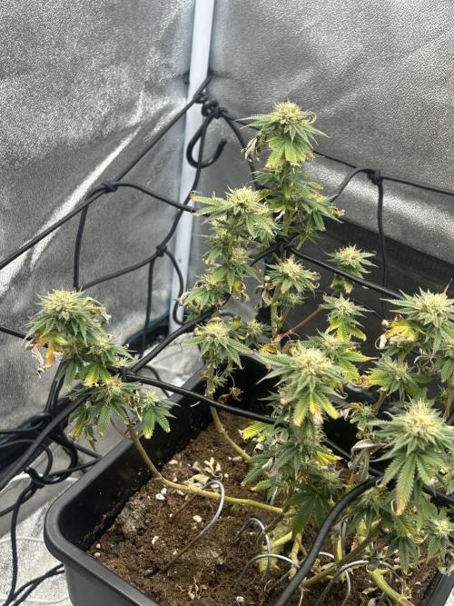 Tropical Indoor Season. Week 15