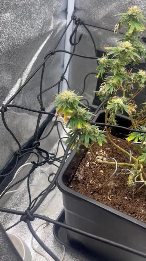 Tropical Indoor Season