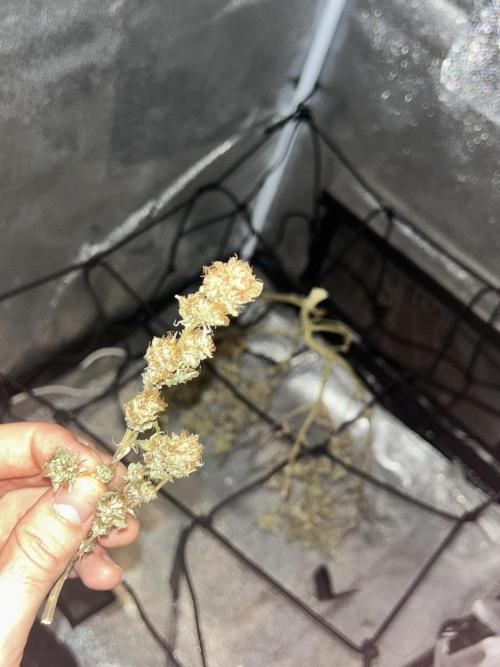 Tropical Indoor Season. Week 16