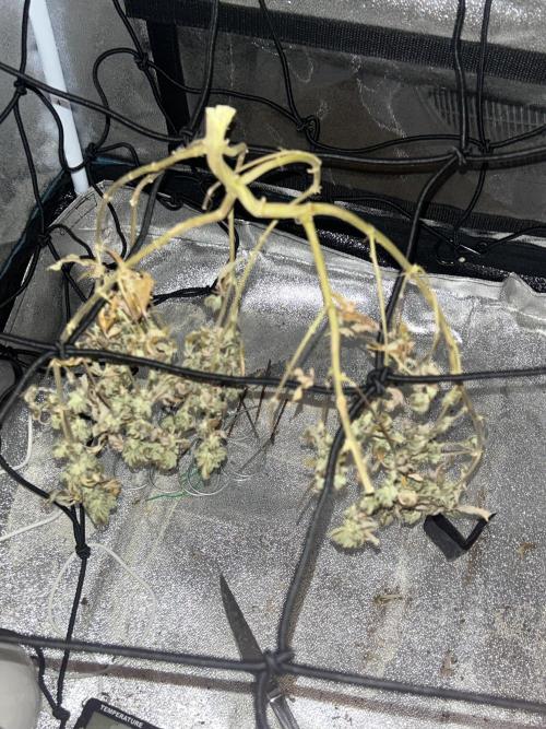 Tropical Indoor Season. Week 16