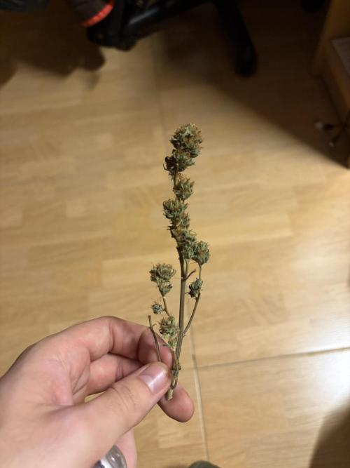 Tropical Indoor Season. Week 16