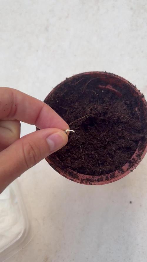 My mom think this is a tomatoe seed lol