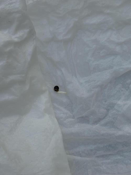 My mom think this is a tomatoe seed lol. Week 0