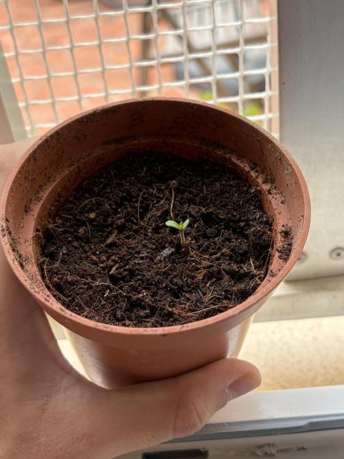 My mom think this is a tomatoe seed lol. Week 1