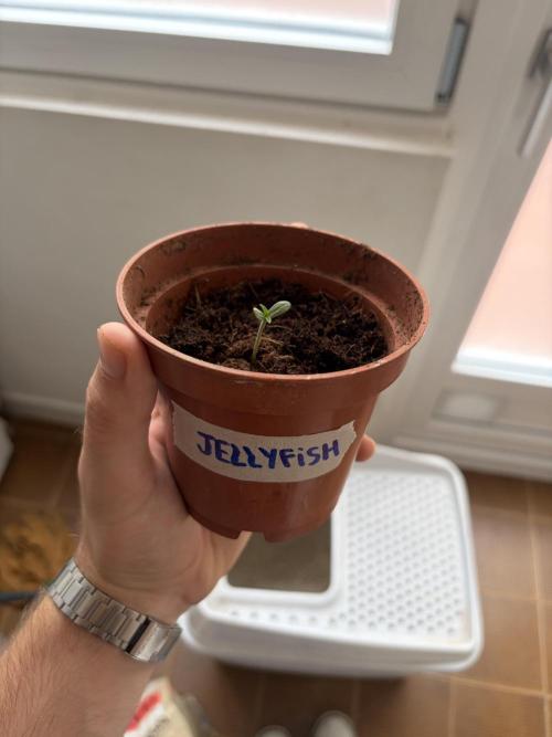 My mom think this is a tomatoe seed lol. Week 1