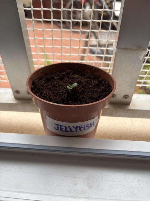 My mom think this is a tomatoe seed lol. Week 1