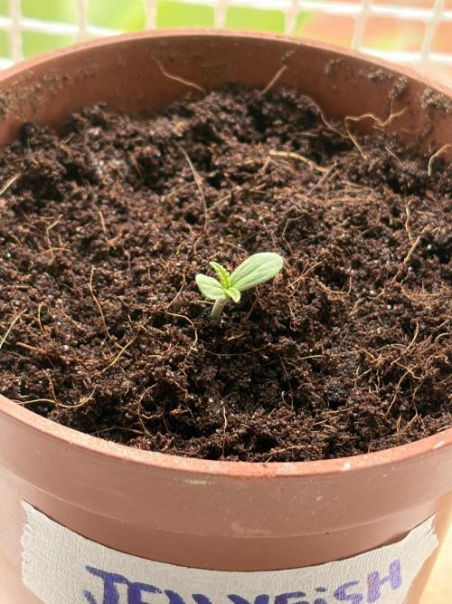 My mom think this is a tomatoe seed lol. Week 1