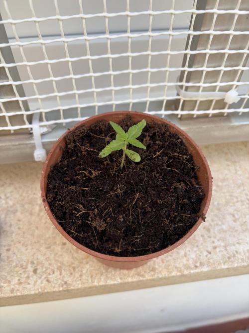 My mom think this is a tomatoe seed lol. Week 2