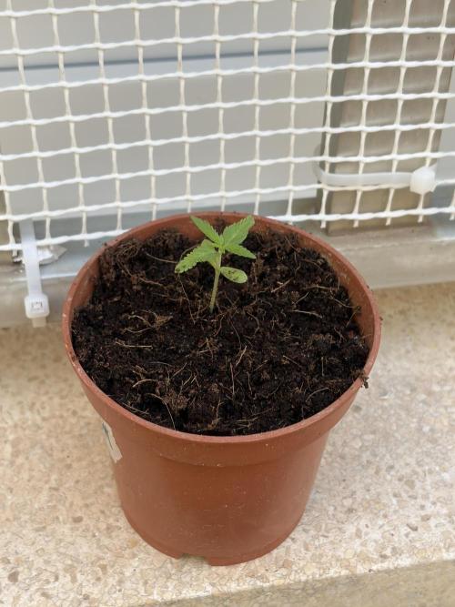 My mom think this is a tomatoe seed lol. Week 2