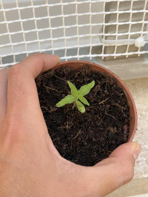 My mom think this is a tomatoe seed lol. Week 2