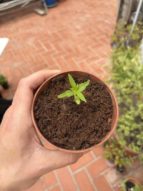 My mom think this is a tomatoe seed lol. Week 2